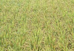 水稻抽穗扬花期如何防治病虫害？